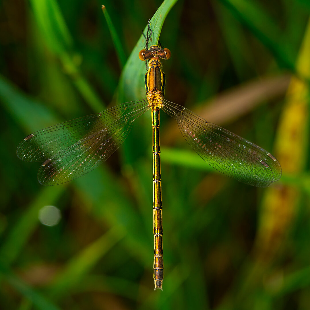 Dragonfly_IG_1x1.jpg