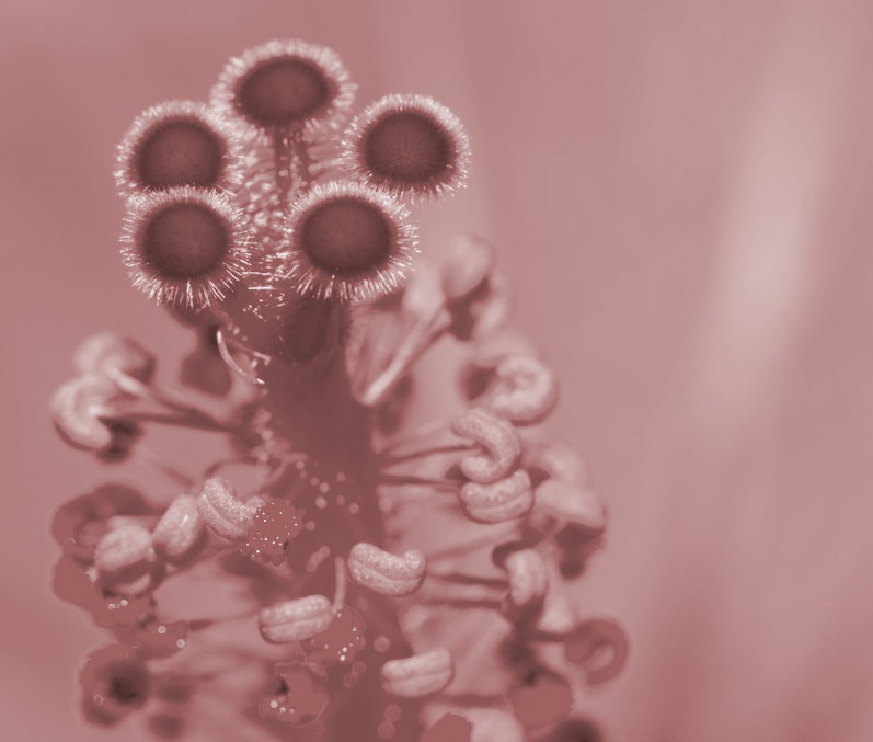 Flowers for you-4-sepia.png