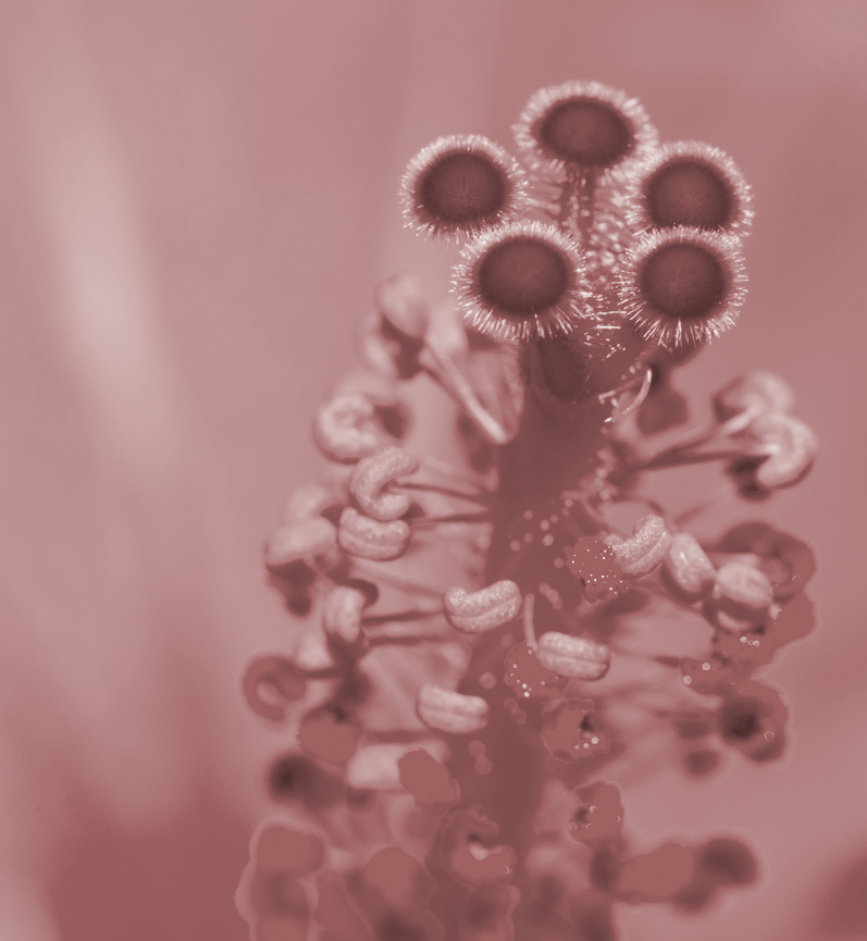 Flowers for you-4-sepia.png
