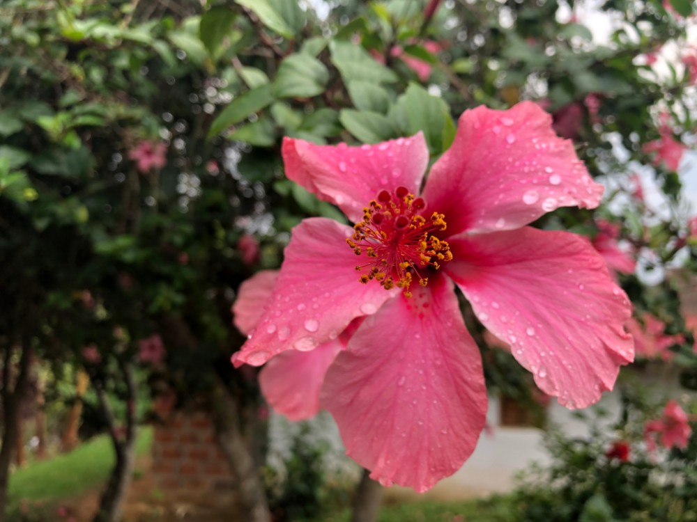 pink-flower.jpg