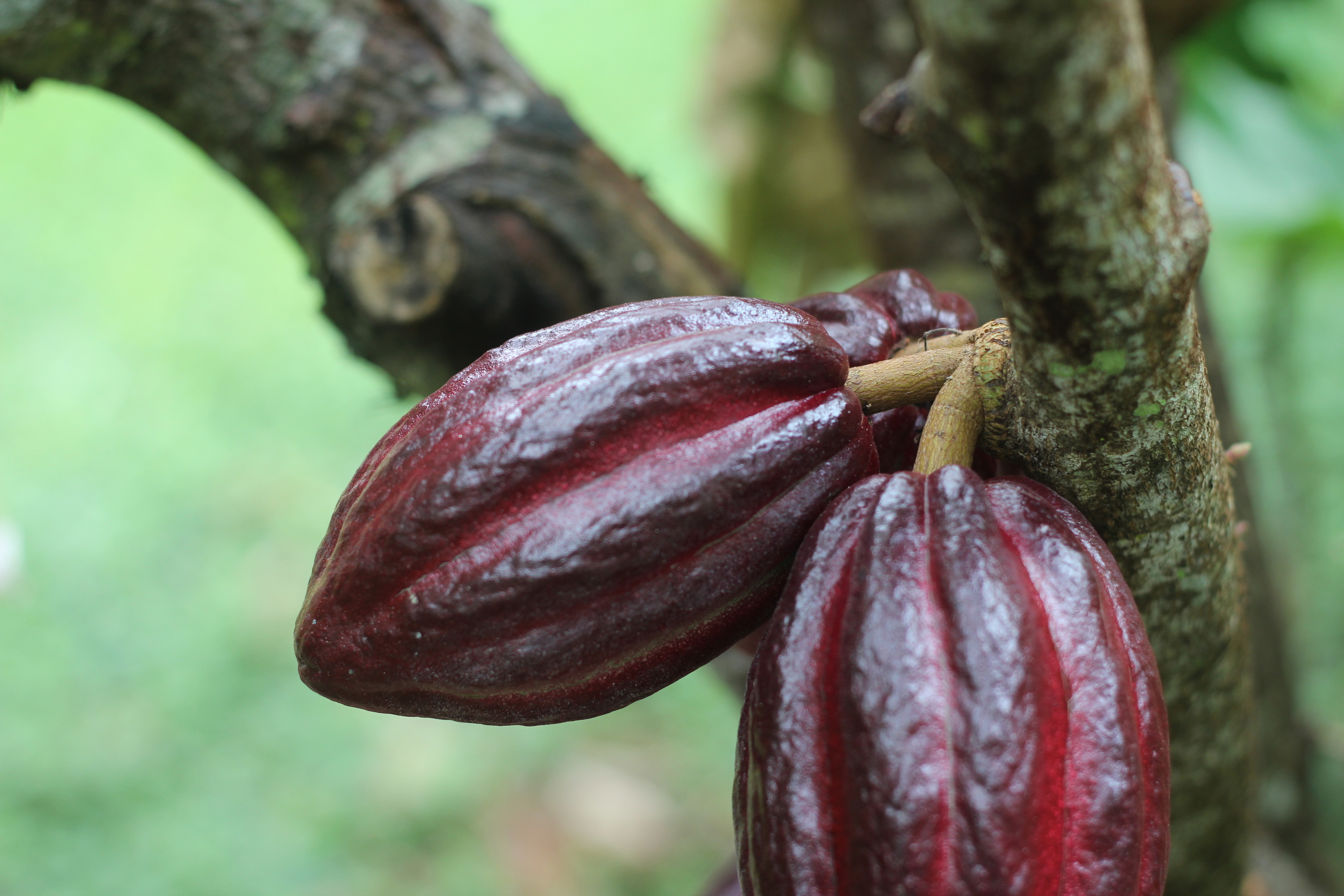 cacao pods