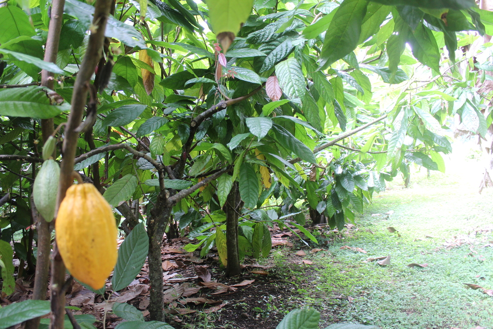 another view of the cacao grove
