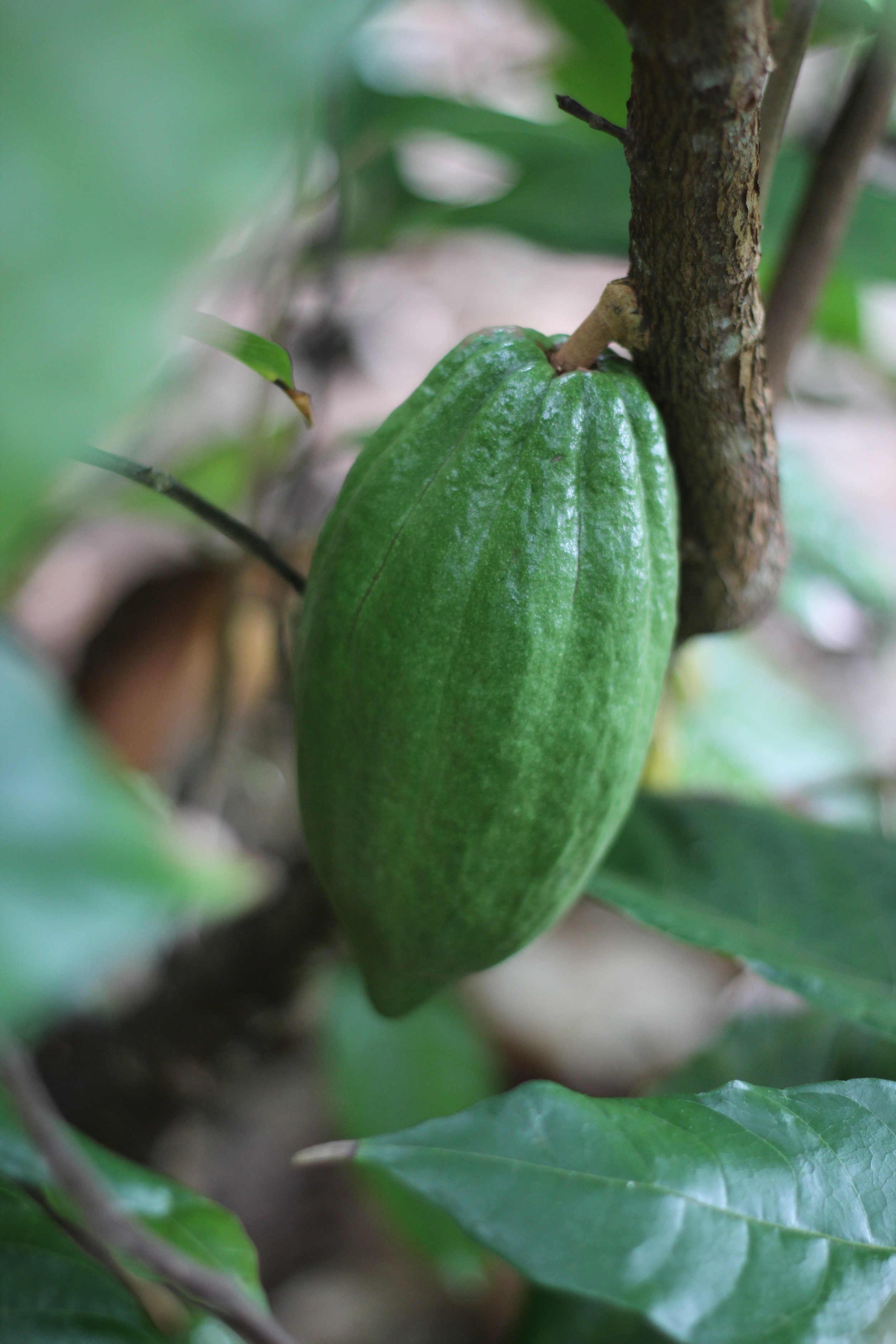 a green pod - full size but far from ripe