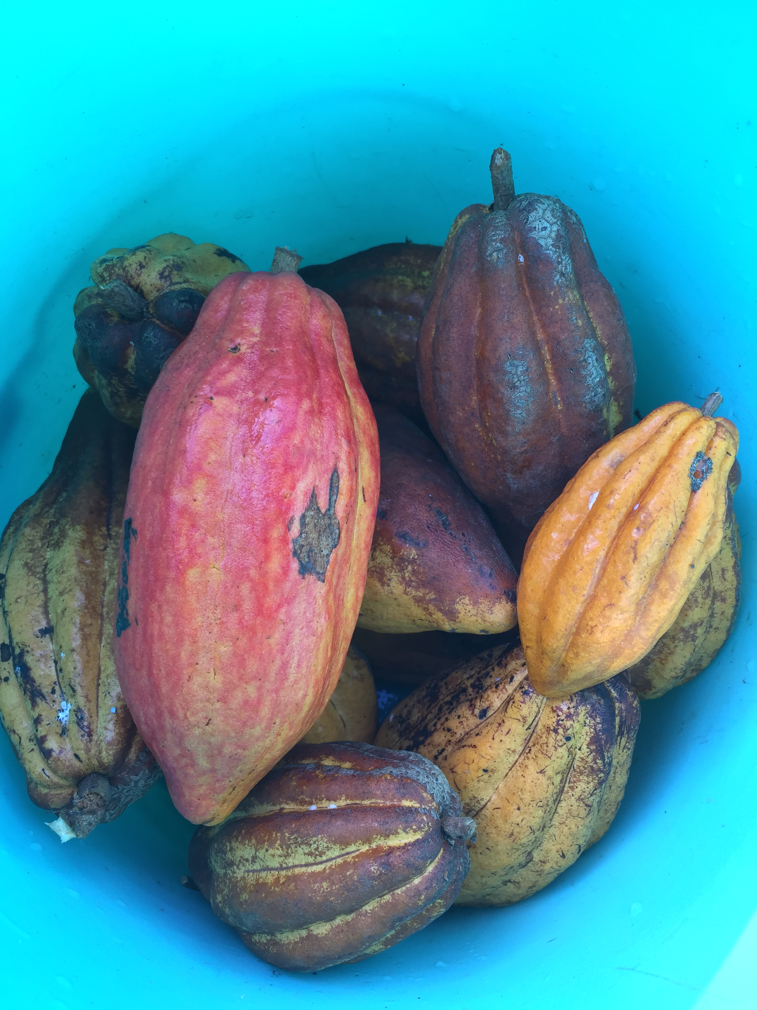 harvested cacao pods
