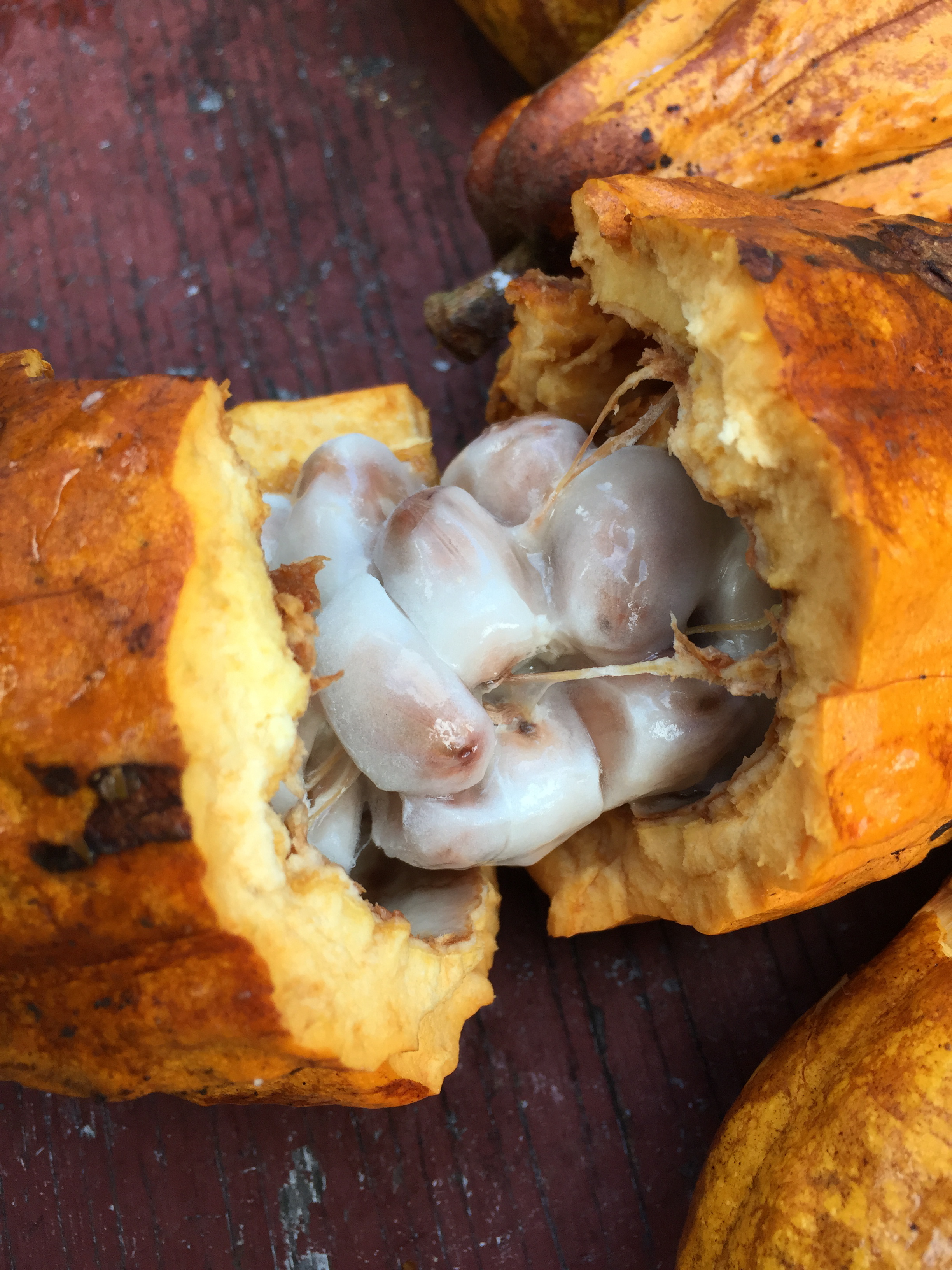 milky white fruit coating the beans inside