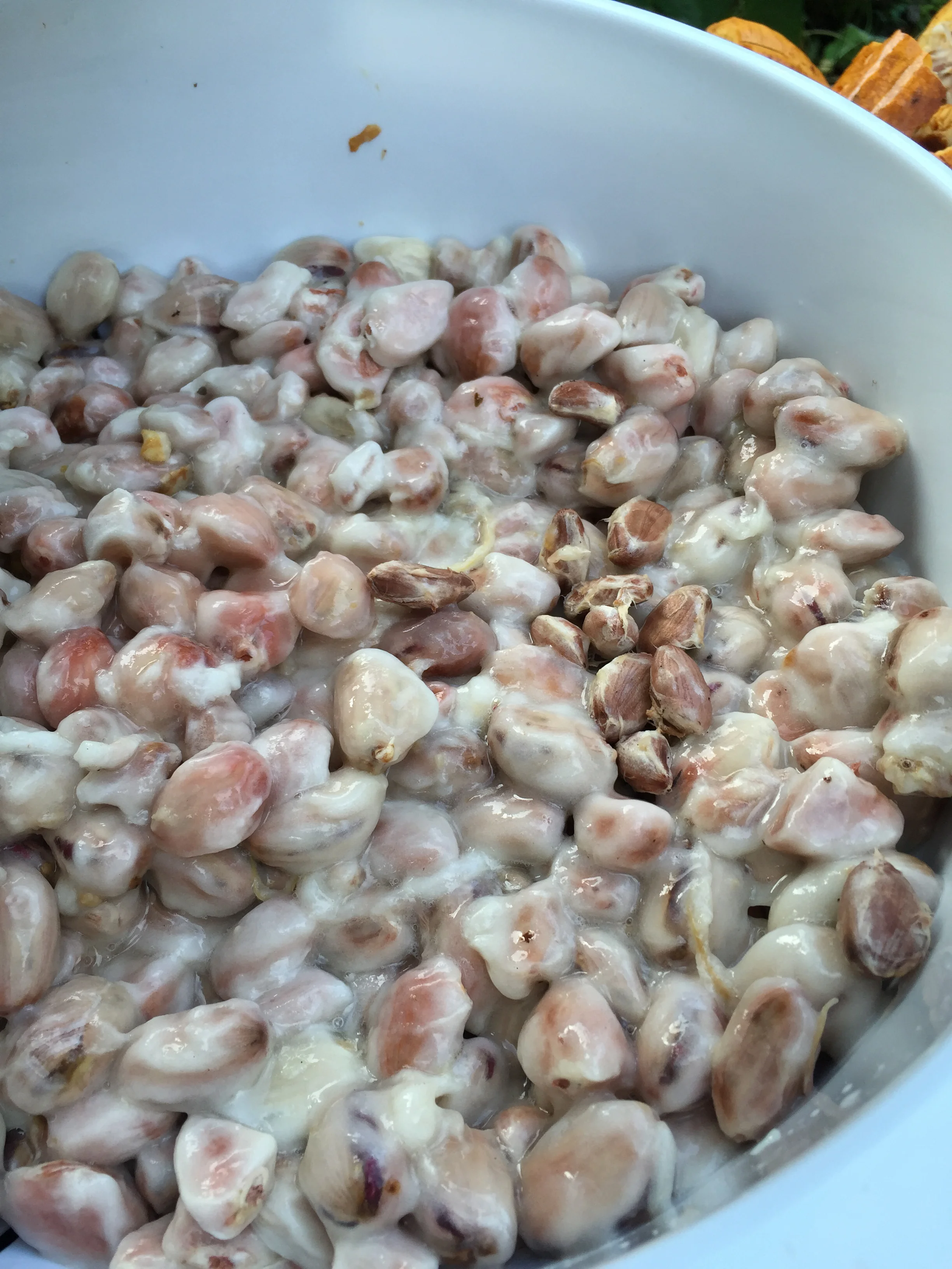 fruit-covered cacao beans as they drain and start fermentation