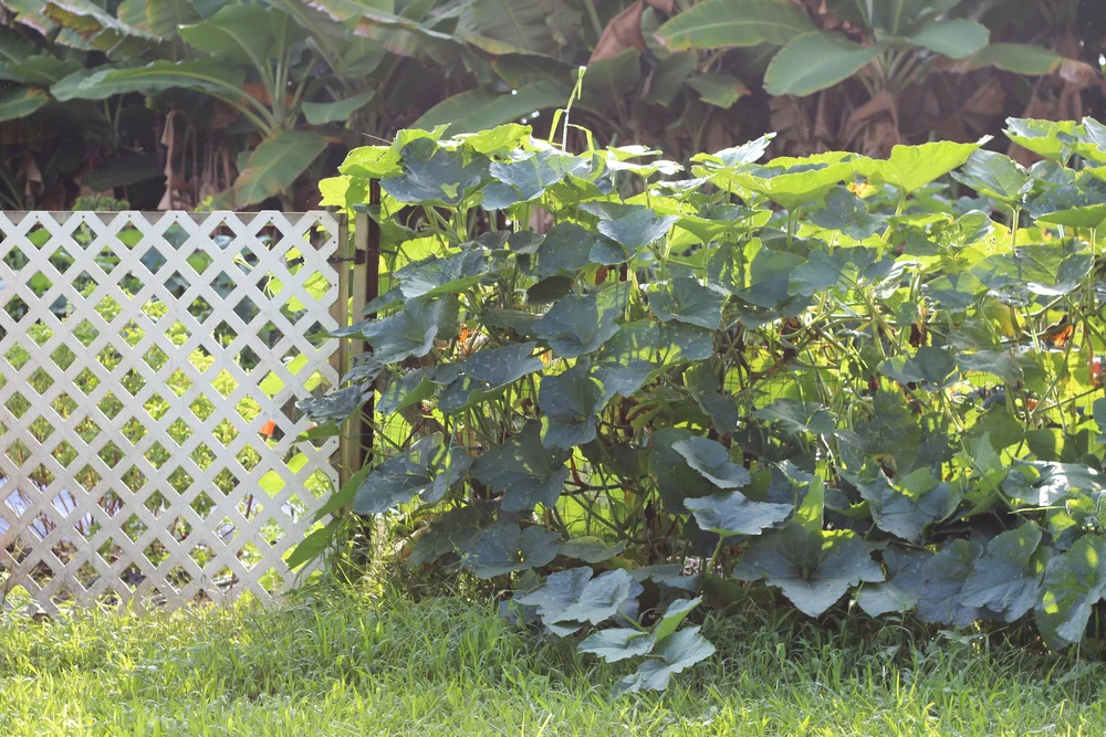 the squash grows on the garden wall