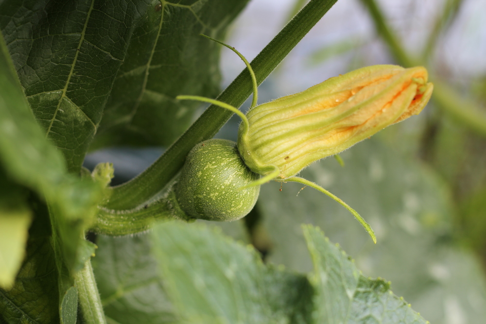 baby squash