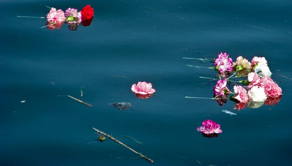 Carnations in water