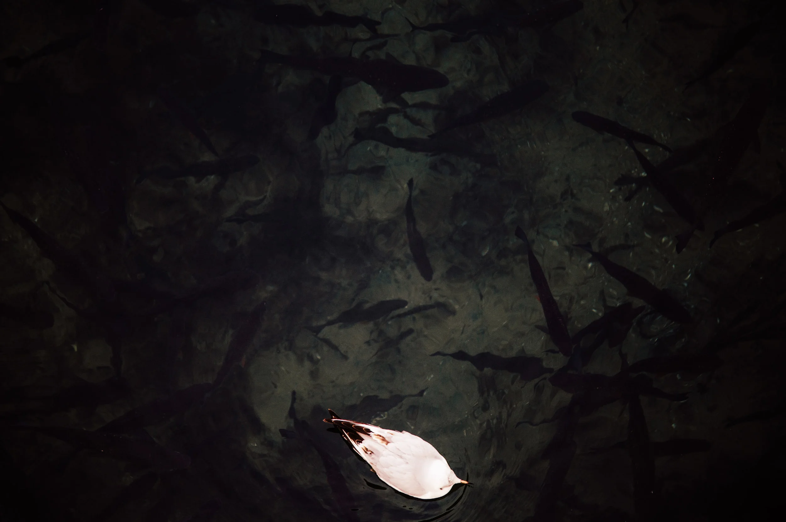 bird and fish-9404.jpg