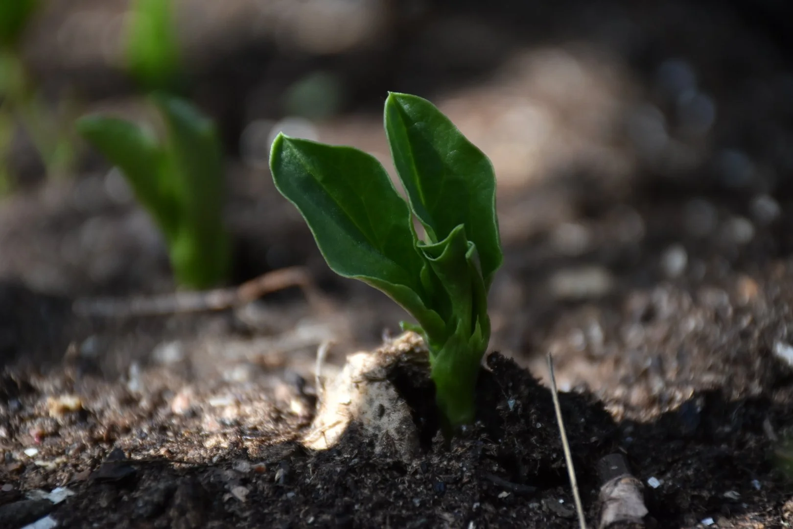 Concert: "jorda vendes"