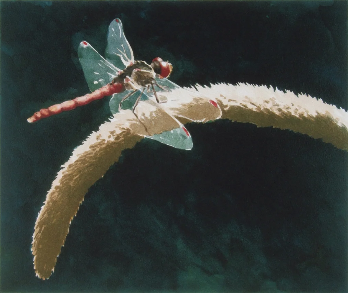 Red Dragonfly - 40 x 33cms - Watercolour Painting.jpg