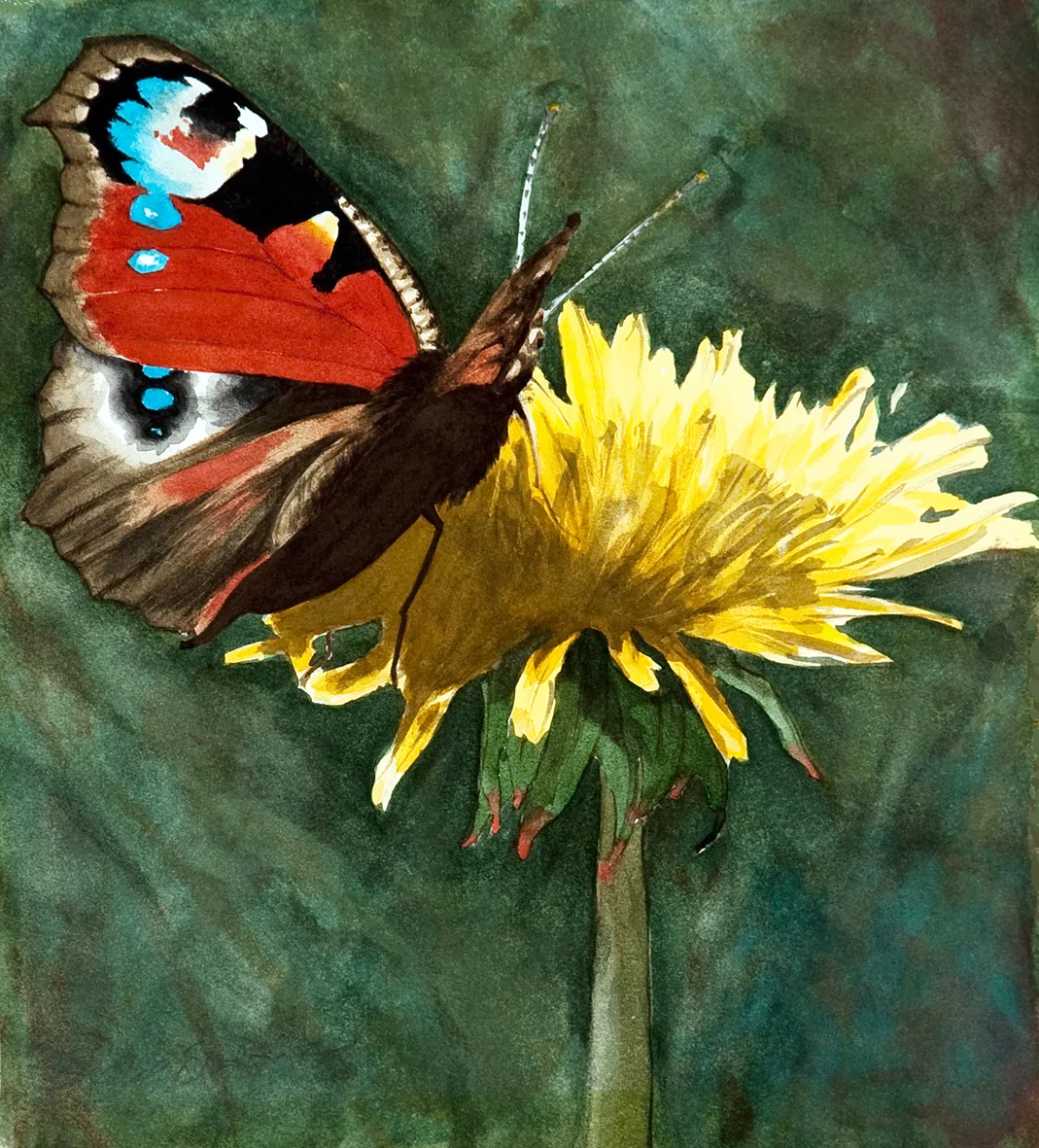 Peacock-32 x 34cms-Watercolour Painting.jpg
