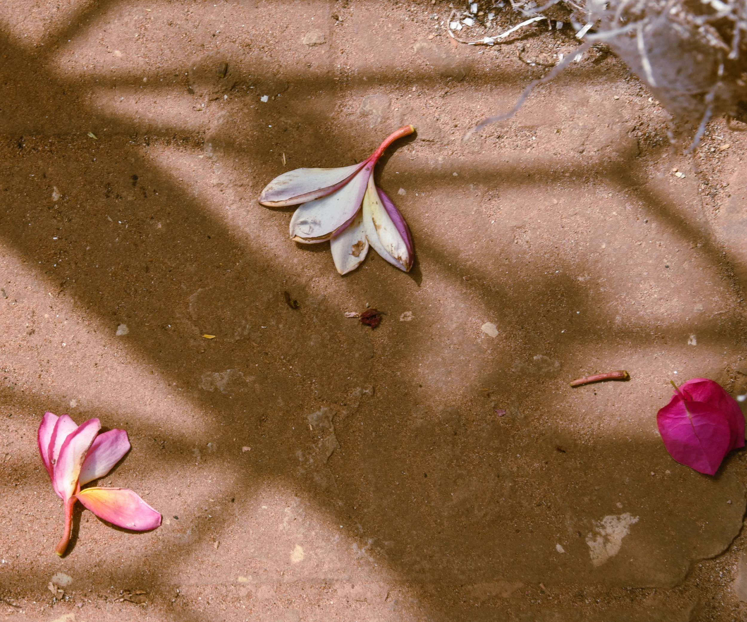 Flowers on the ground in Bissau.