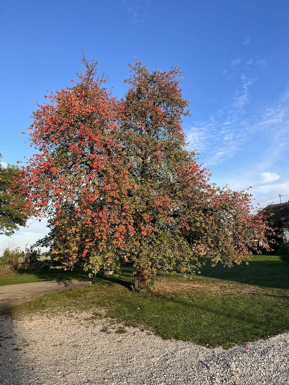 Wild-Birne_mit_beginnender_Herbstfärbung.JPG