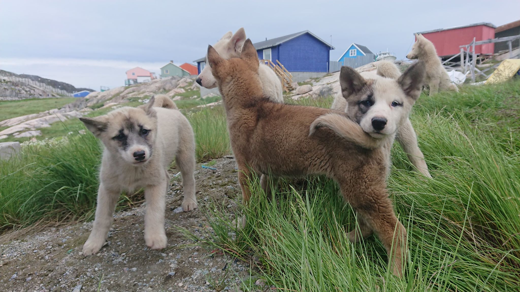 dogs.jpg