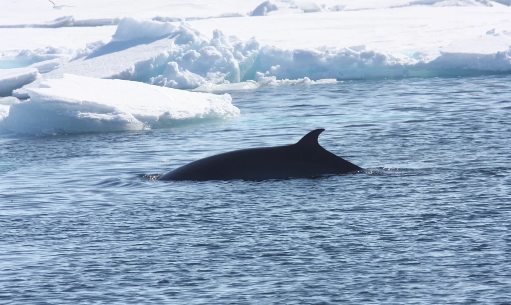 Minke whale.
