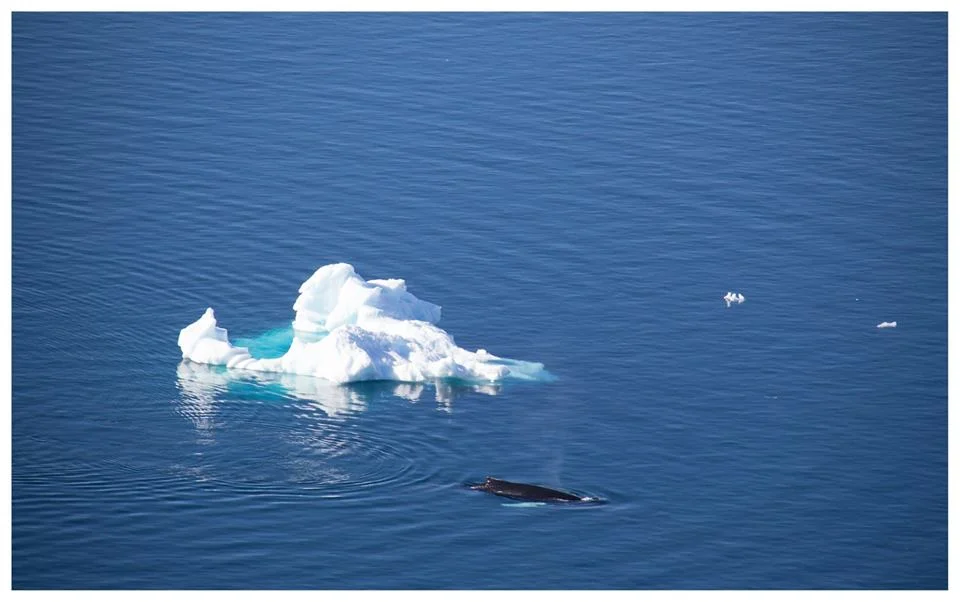 Whale watching from camp - Picture: Laura Belton.