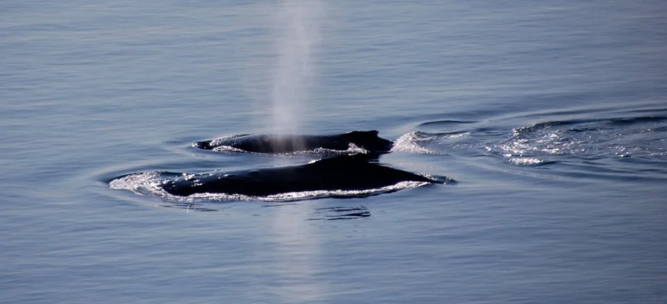 whales.jpg