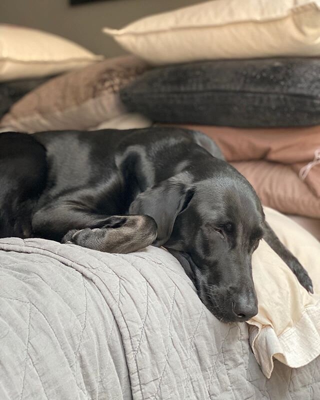 I know. It&rsquo;s a lot of Charlie-quarantinia photography. Unapologetically surviving by seeing how many hundreds of photos I can take of her in various positions and sun poses.  I now know, at the end of the world if I had a dog, I&rsquo;d be JUST