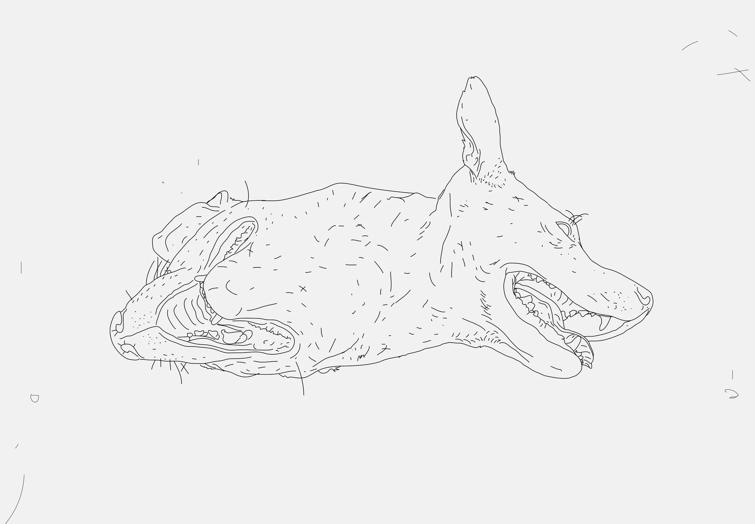 illustrasjonhund.jpg