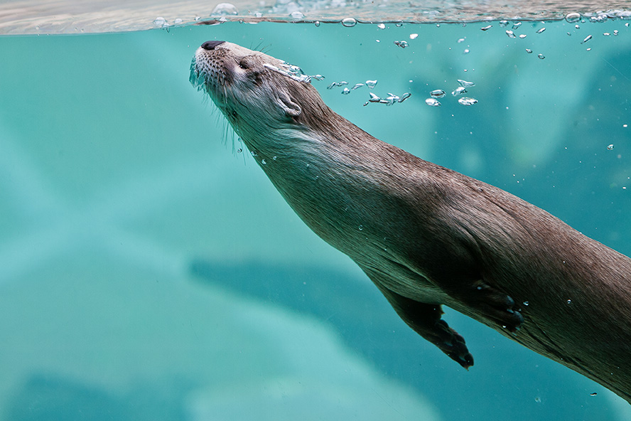 Otter6-web.jpg
