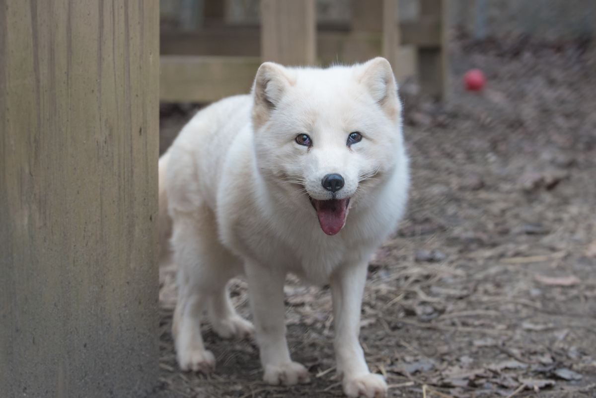 casper, a White Arctic Fox rescue, now resides at the conservators center.