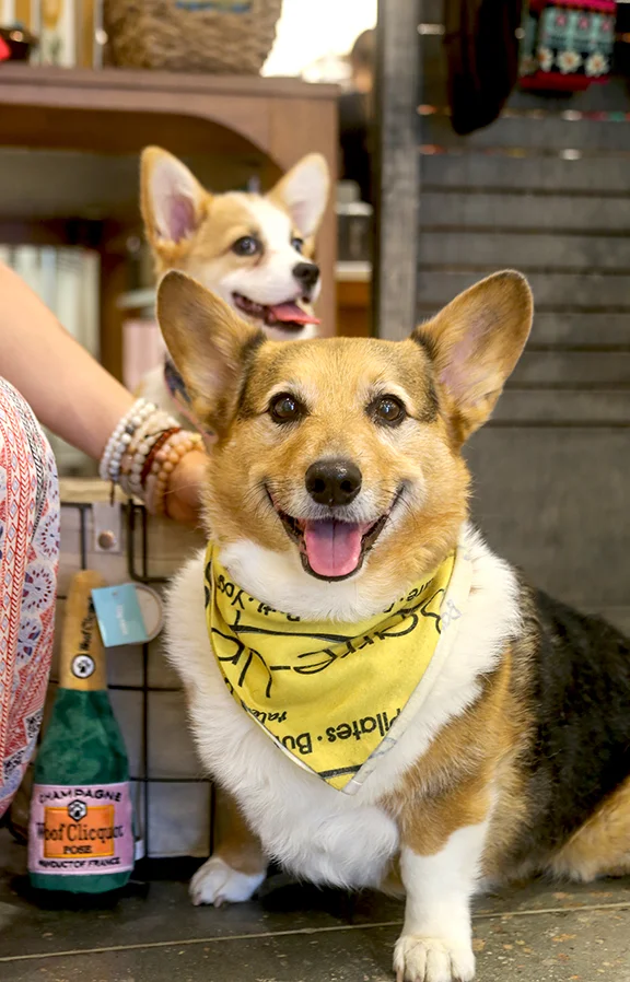 larkin and Nomi hang out with their fur mom, leah ward, as she shops at lilly rain in north hills.
