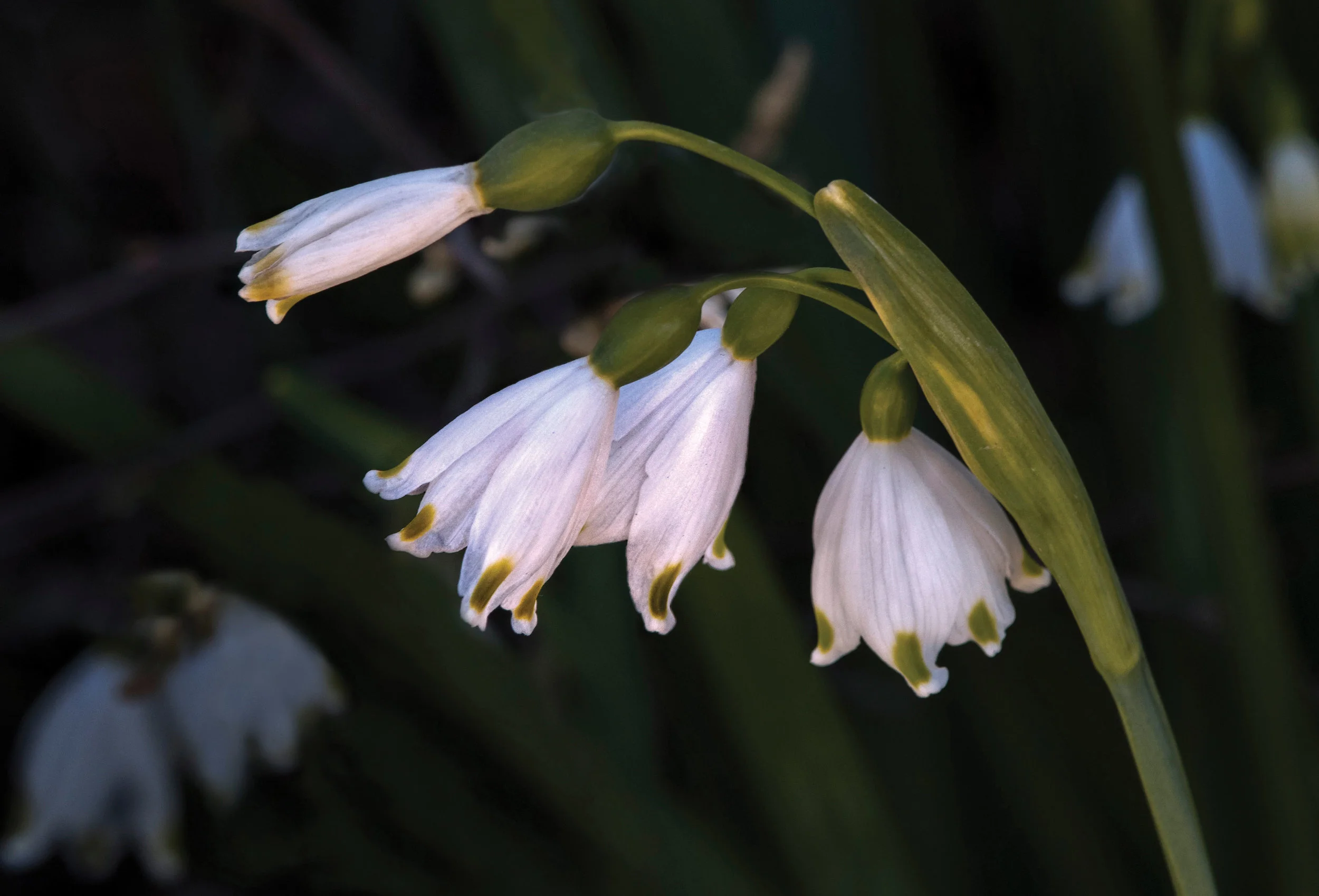 Leucojum Aestivum (Summer snowflake)