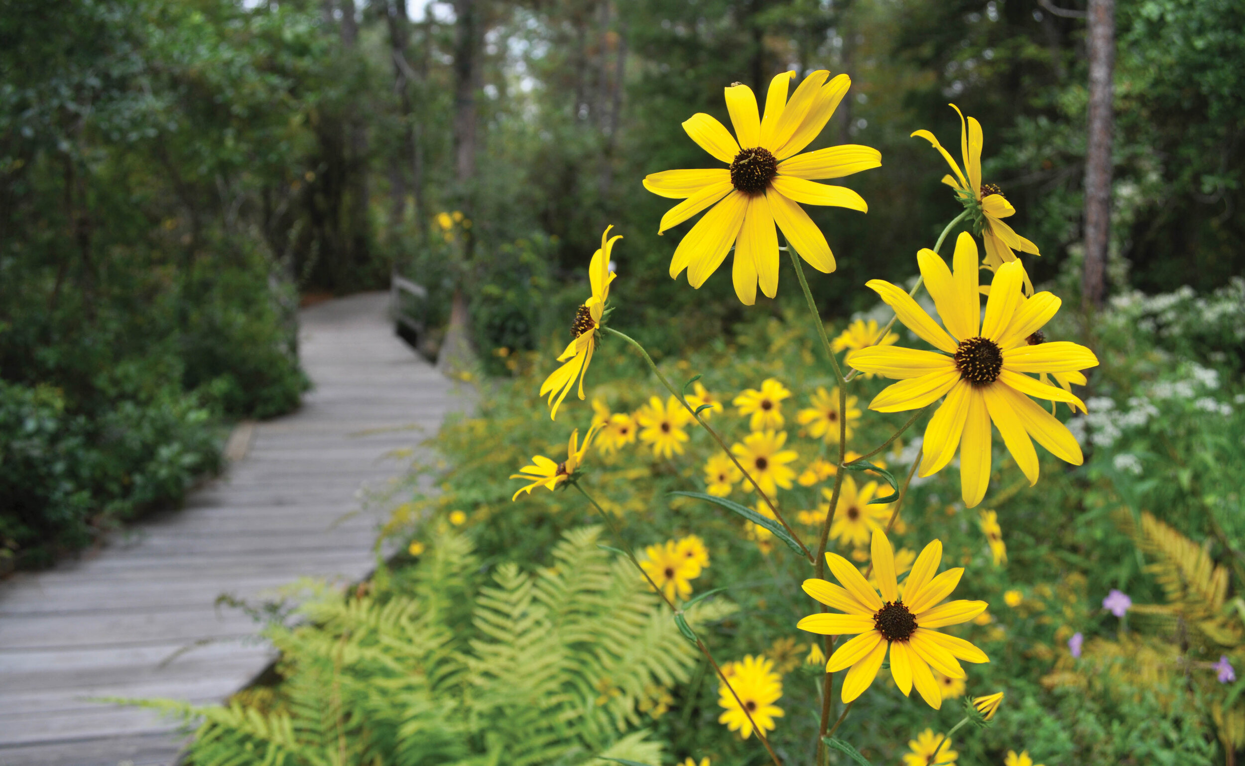 Gardens Around The State Midtown Magazine