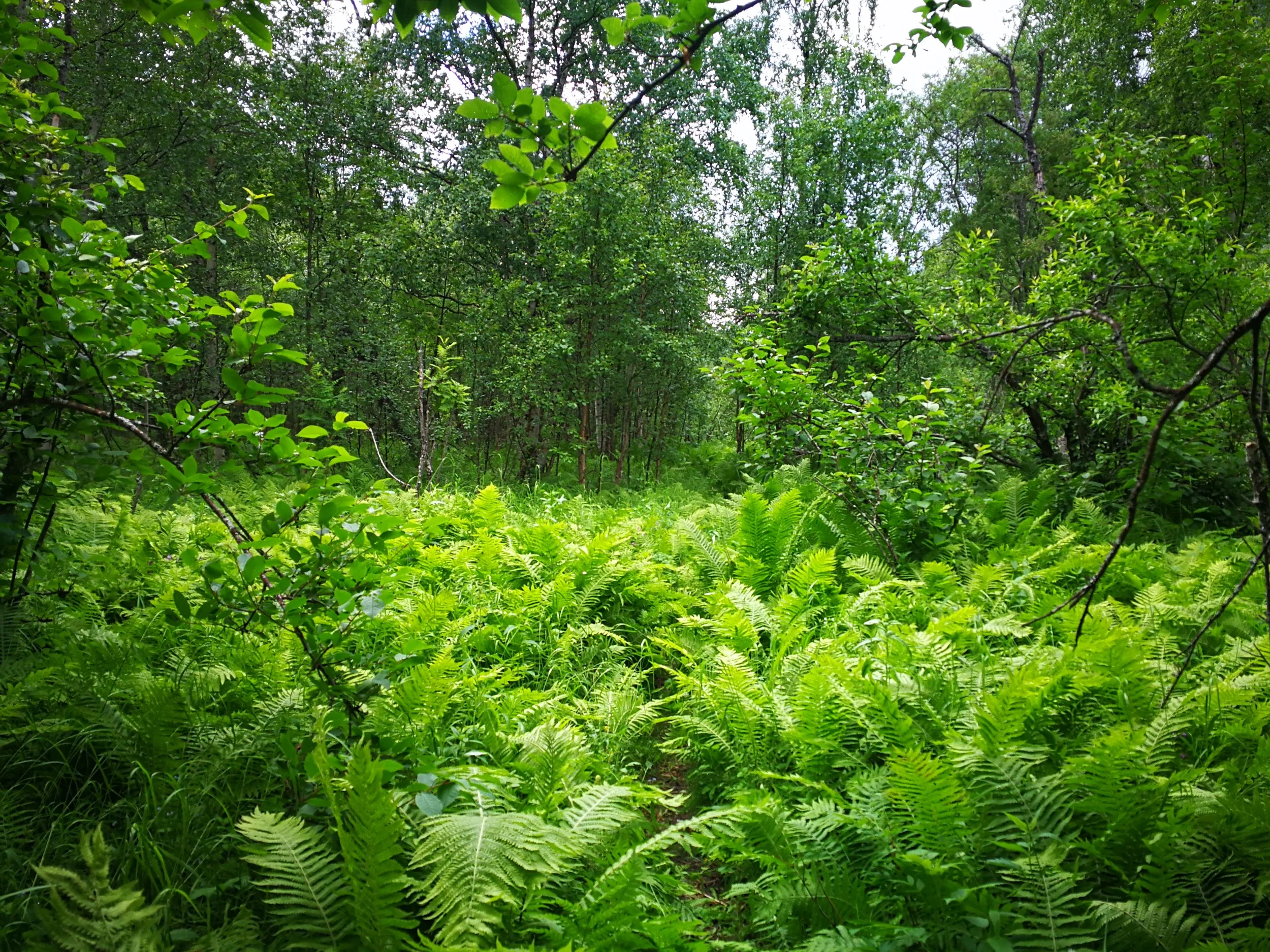 Welcome to the jungle