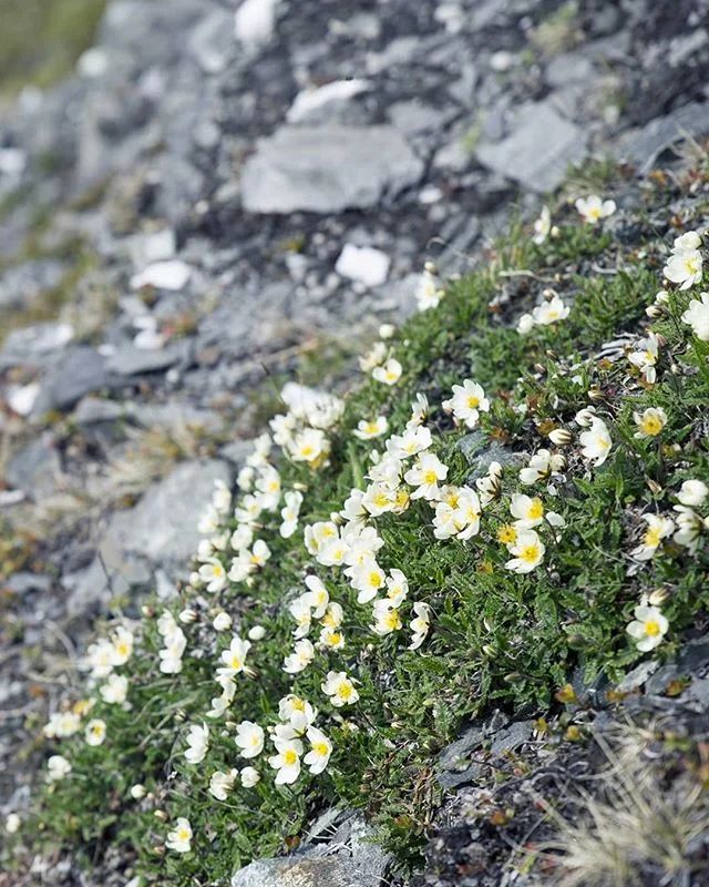 💛
Each flower is a soul opening out to nature - Gerard de Nerval 🌸🌺🌻🌺🌸
:::
#mountainflowers #northernnorway #tough #survivor #pilgrimage #crosscountry #thruhiking #npl 🇧🇻