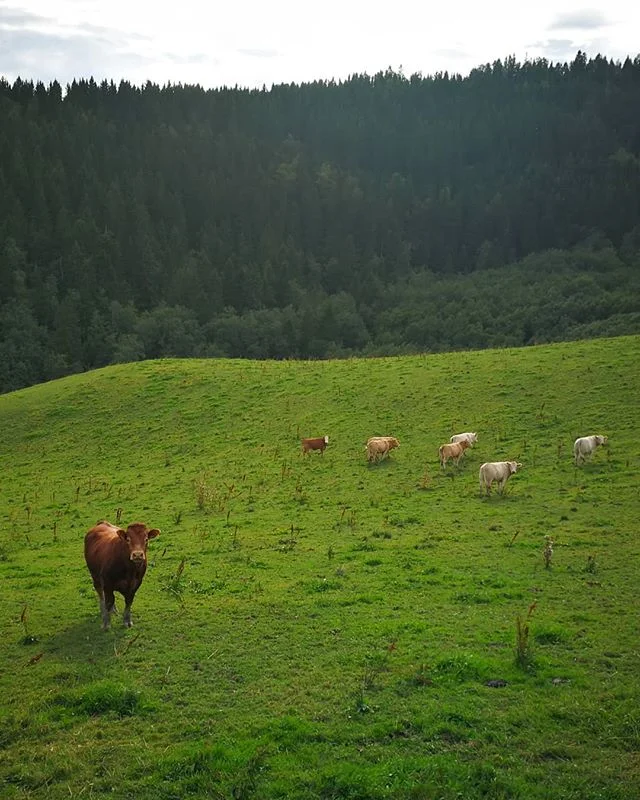 When you're crossing Norway from the north to the south, it's a good sign when you start seing cows instead of reindeer 😂
::: I've never been so grateful for cows in my whole life as in that very moment. Such beautiful creatures really. Thank you for existing❤️ 🐮❤️
:::
#loveforallbeings #nature #pilgrimage #crosscountry #npl