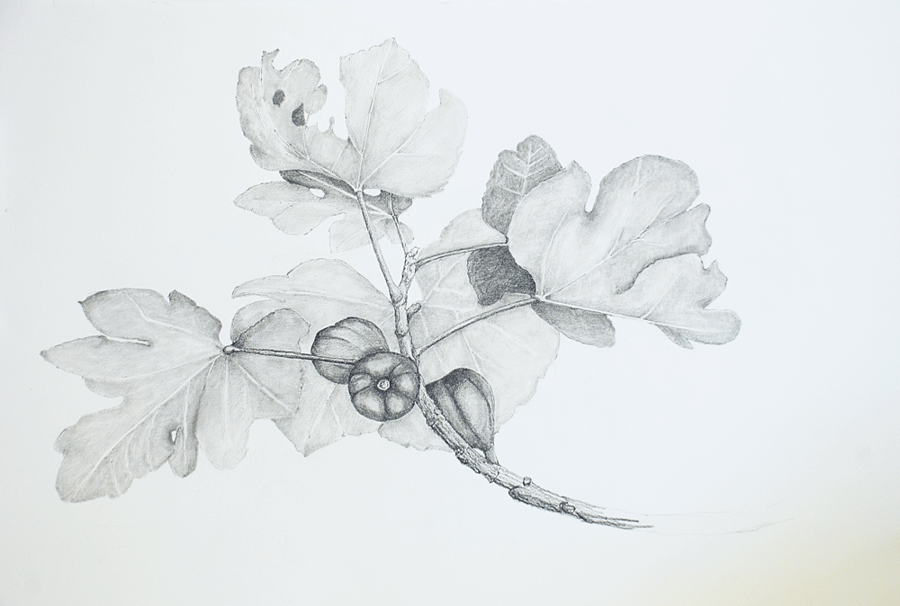  Fig Branch Pencil on paper | 740 x 550mm 