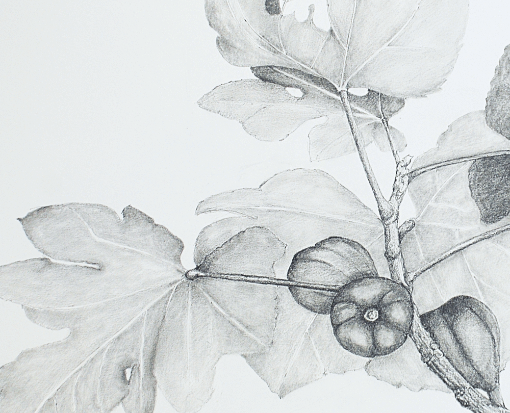Fig_Branch_Detail_JaneBain.gif