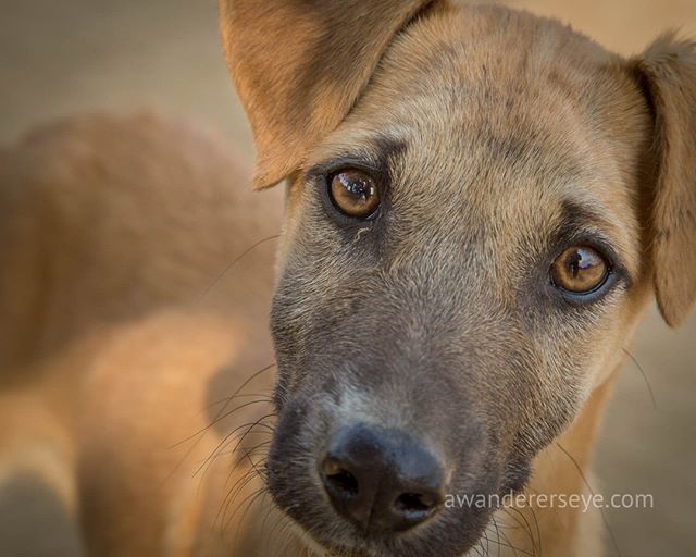 Another dog friend, often the first friends I make in a new place. They are mostly uncomplicated, loving and willing to take a chance on a wandering stranger. Food is a bonus but clearly affection is deeply craved. I guess we are not so different aft