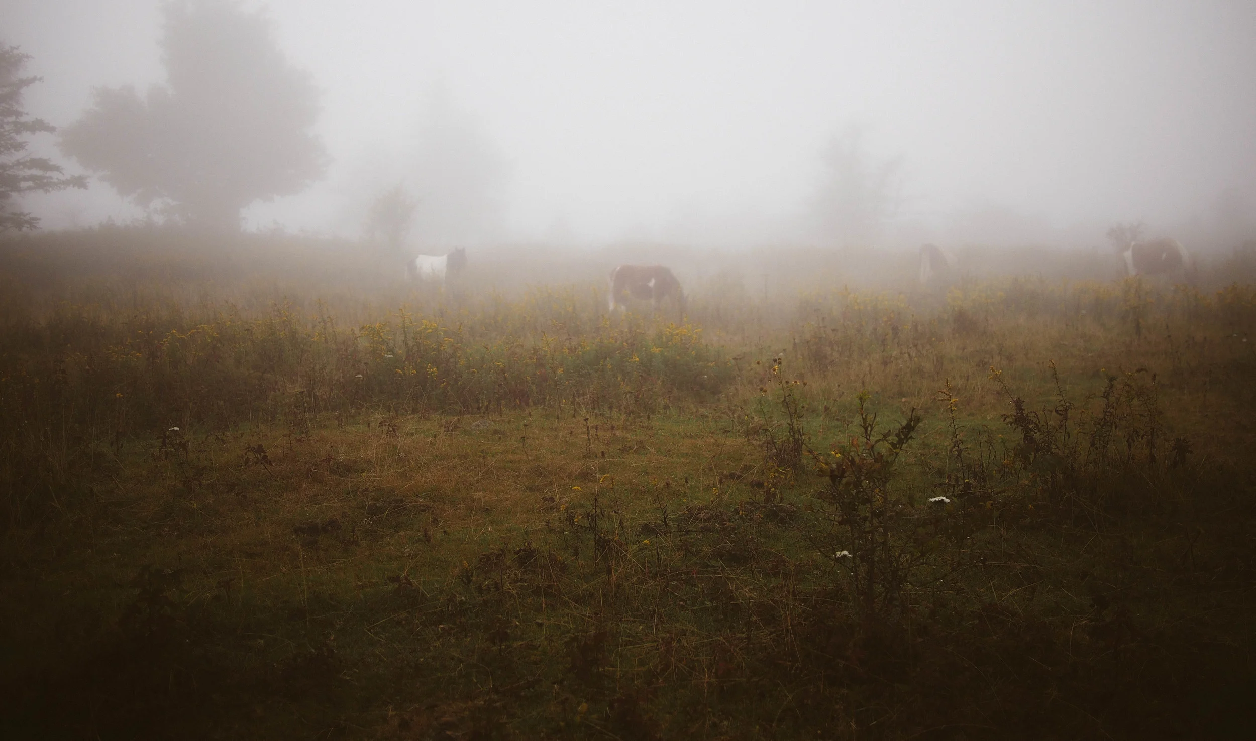 Grayson Highlands with Meg and Bruce | King George, VA | Merritt Chesson Photography