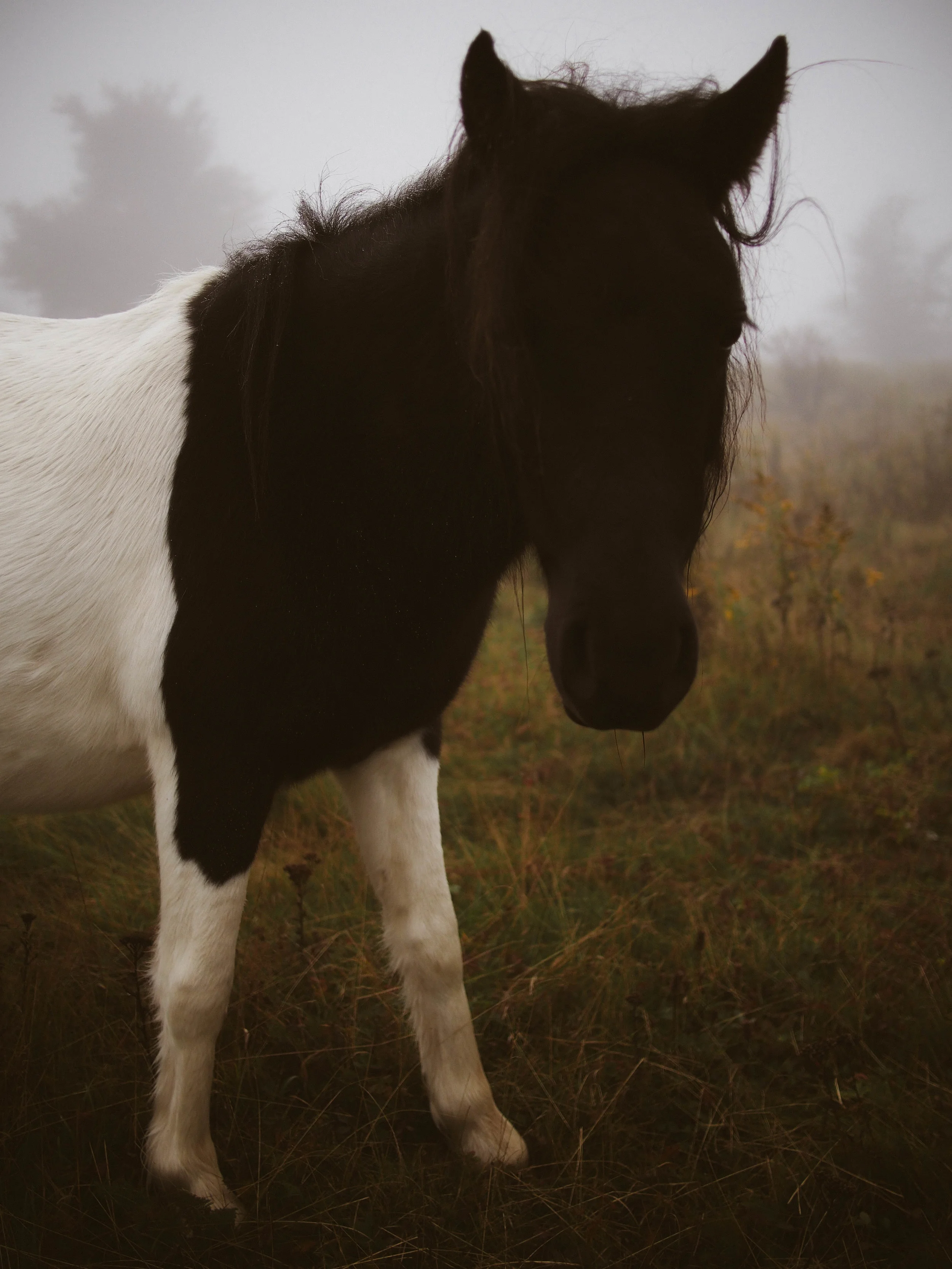 Grayson Highlands with Meg and Bruce | King George, VA | Merritt Chesson Photography