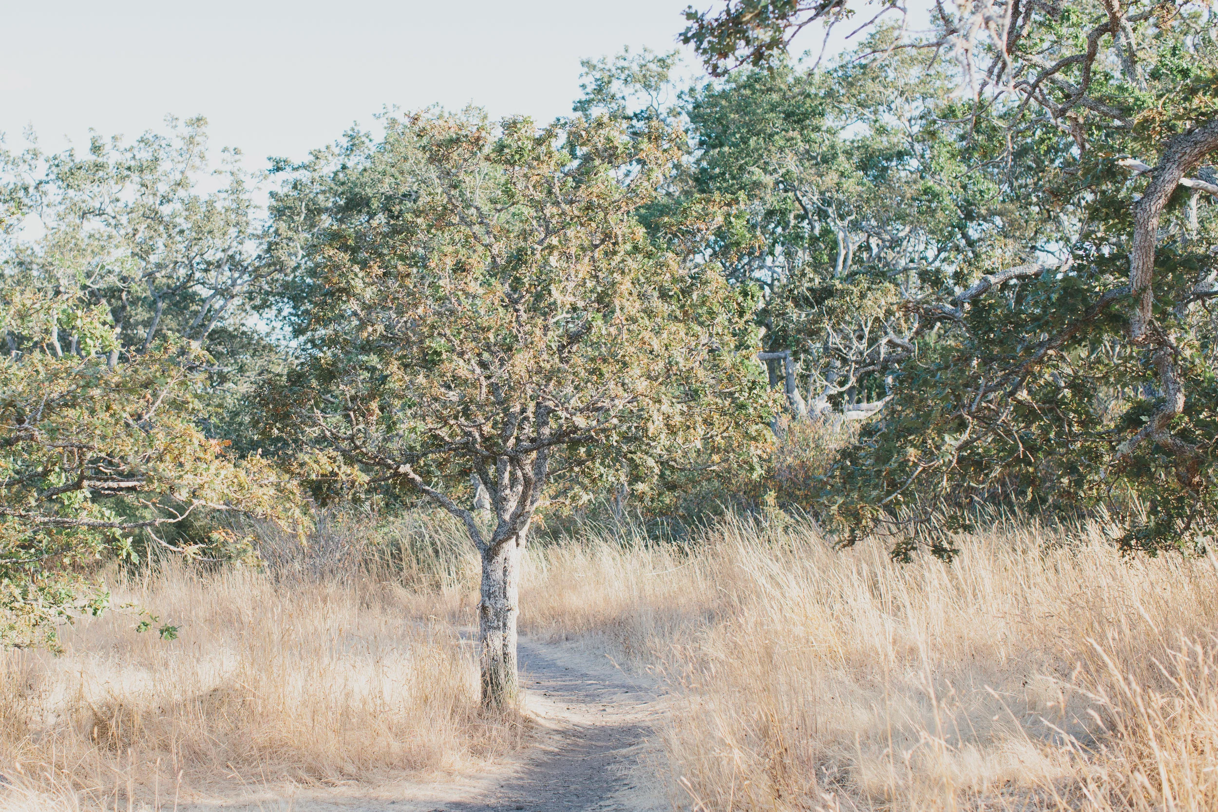 Walk through Uplands Park in Victoria, BC