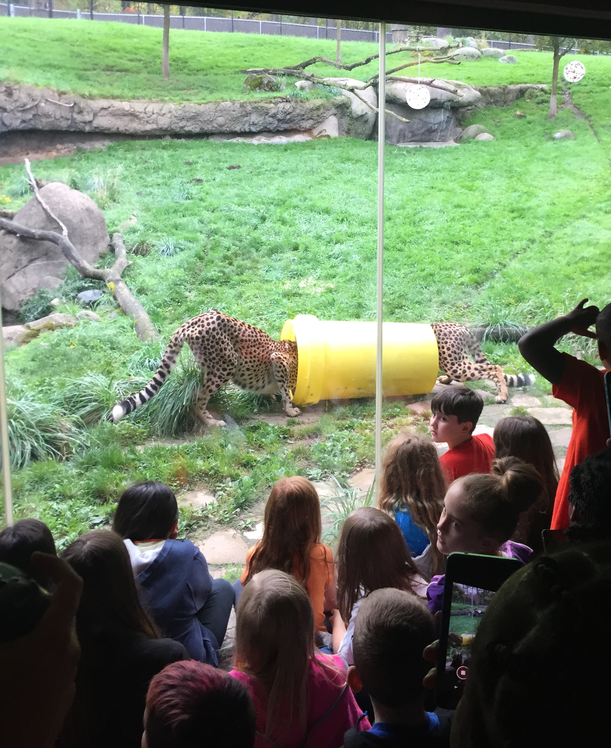Cheetahs receive breakfast through enriching food challenge.