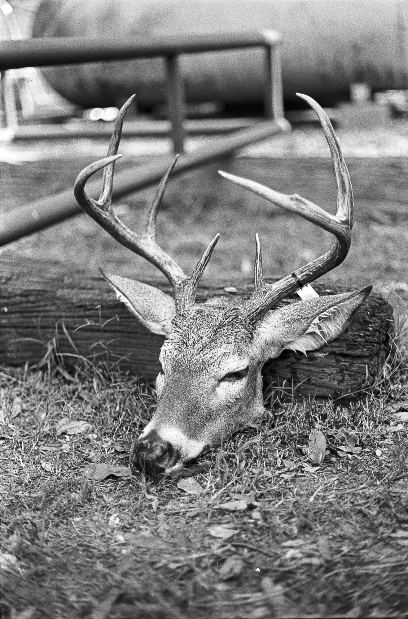 deer309-1.jpg