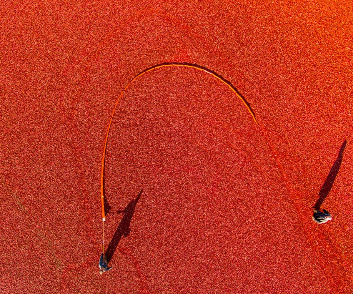 Overhead drone image from cranberry bog