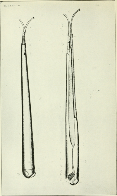 A shipworm. It's quite simple, physiologically. From Wikimedia Commons.