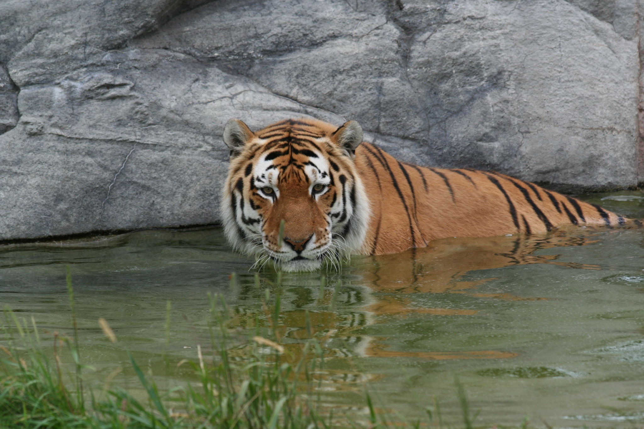 A tiger, enjoying a swim. At least I'm assuming it's enjoying itself. Photo by Ber'Zophus on Wikimedia Commons.