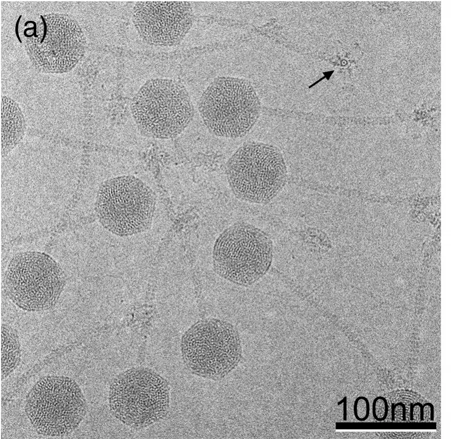 A bunch of 80alpha virions, complete with capsid (or head) structures, tails, and baseplates (those are harder to see; the arrow indicates one seen head-on). Image from Spilman et al. (2011) Journal of Molecular Biology .