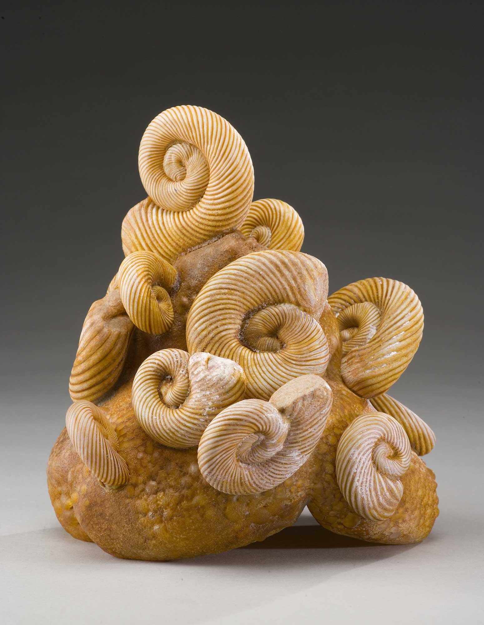 Ammonite-Fossil-11x7x6.jpg