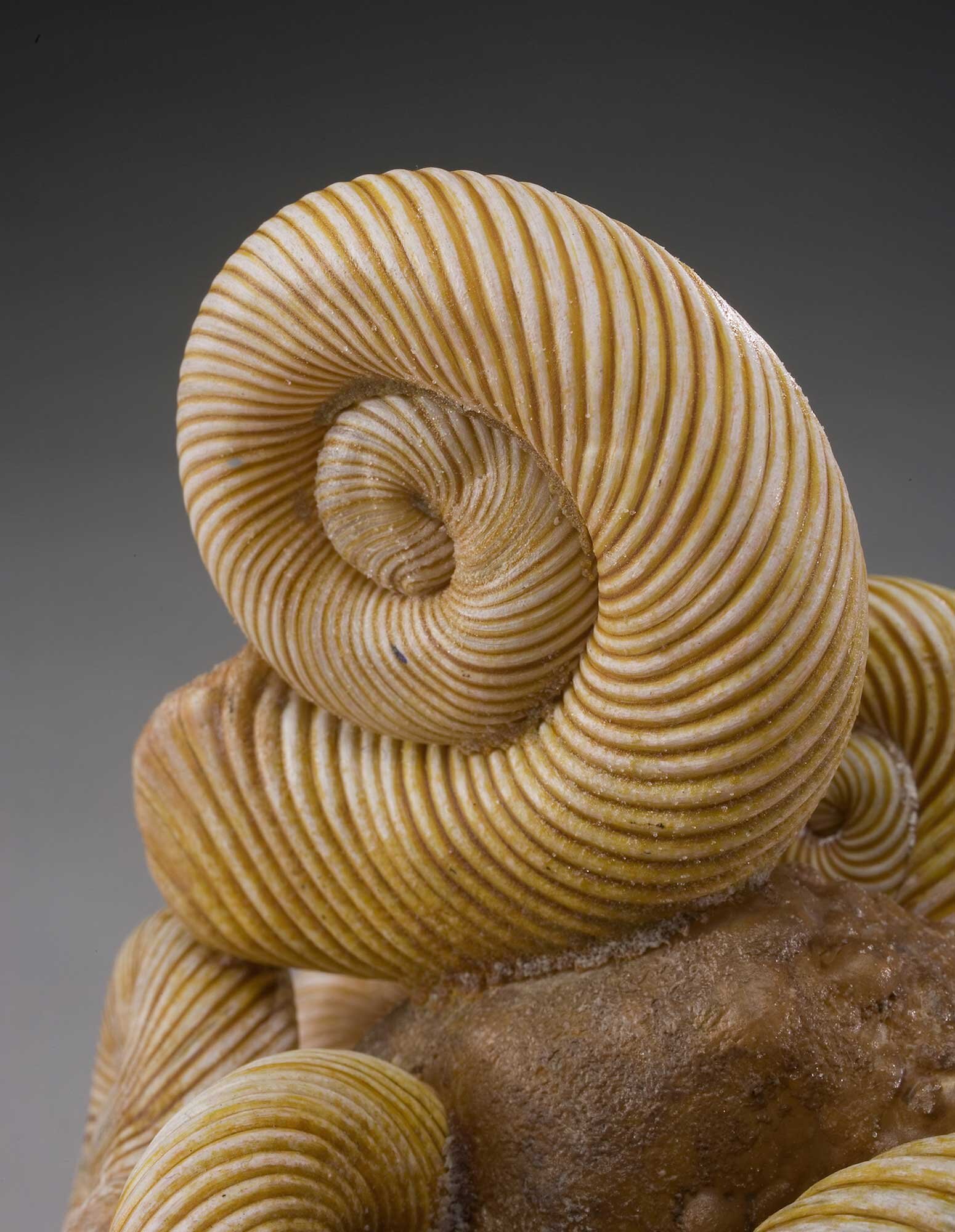 Ammonite-Fossil-Detail-copy.jpg