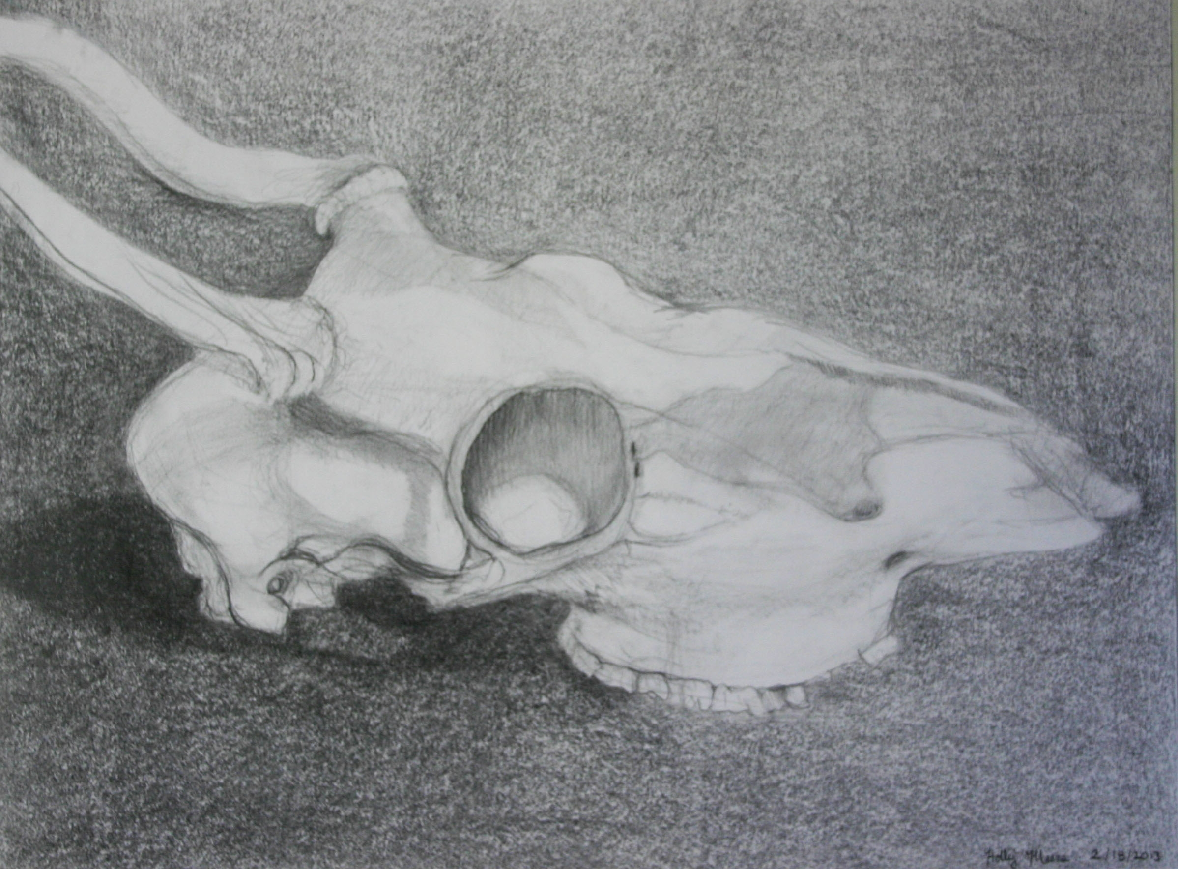 Holly Meers Drawing 1 Skull.jpg