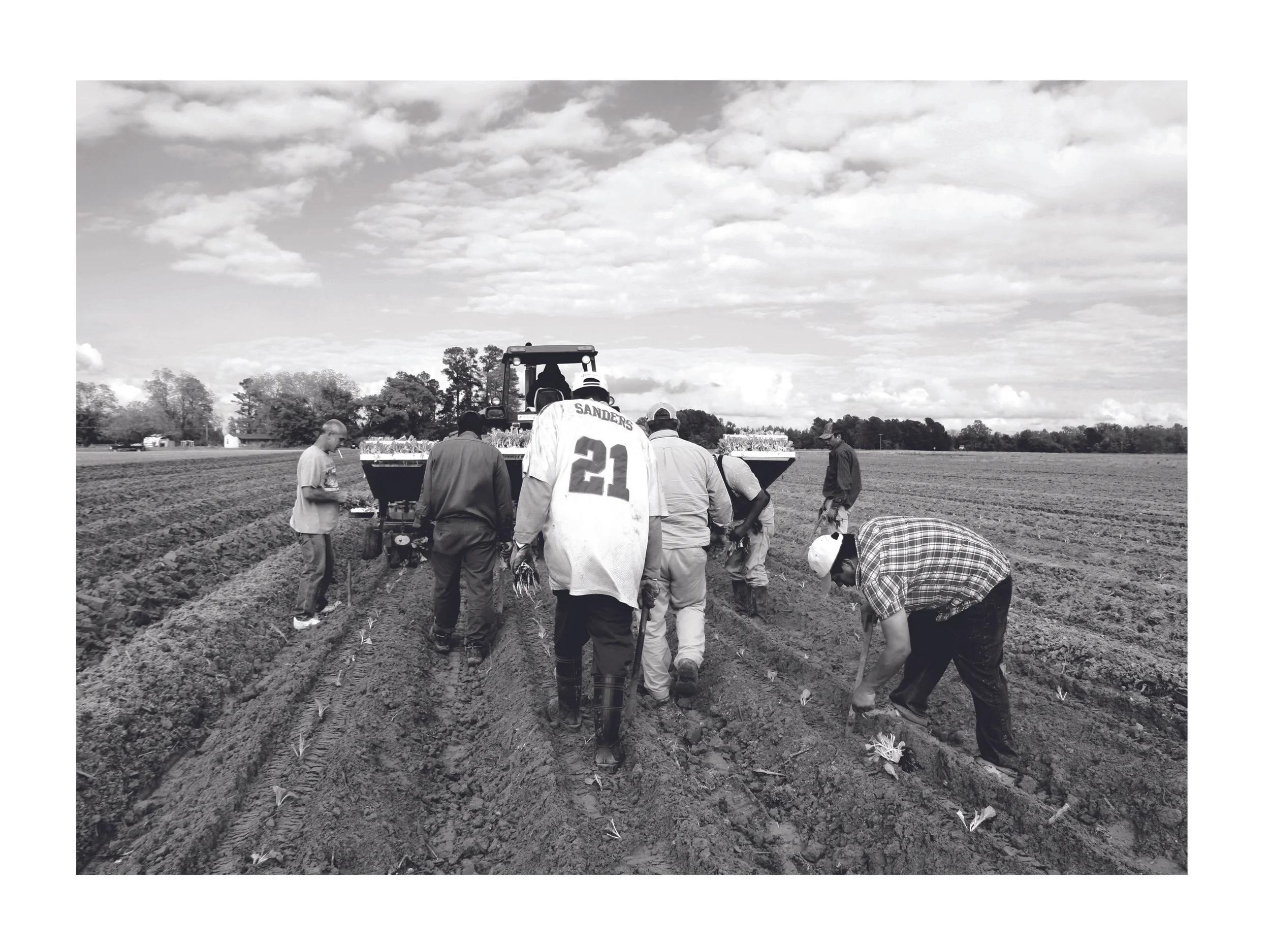 PlantingTobacco8-web.jpg