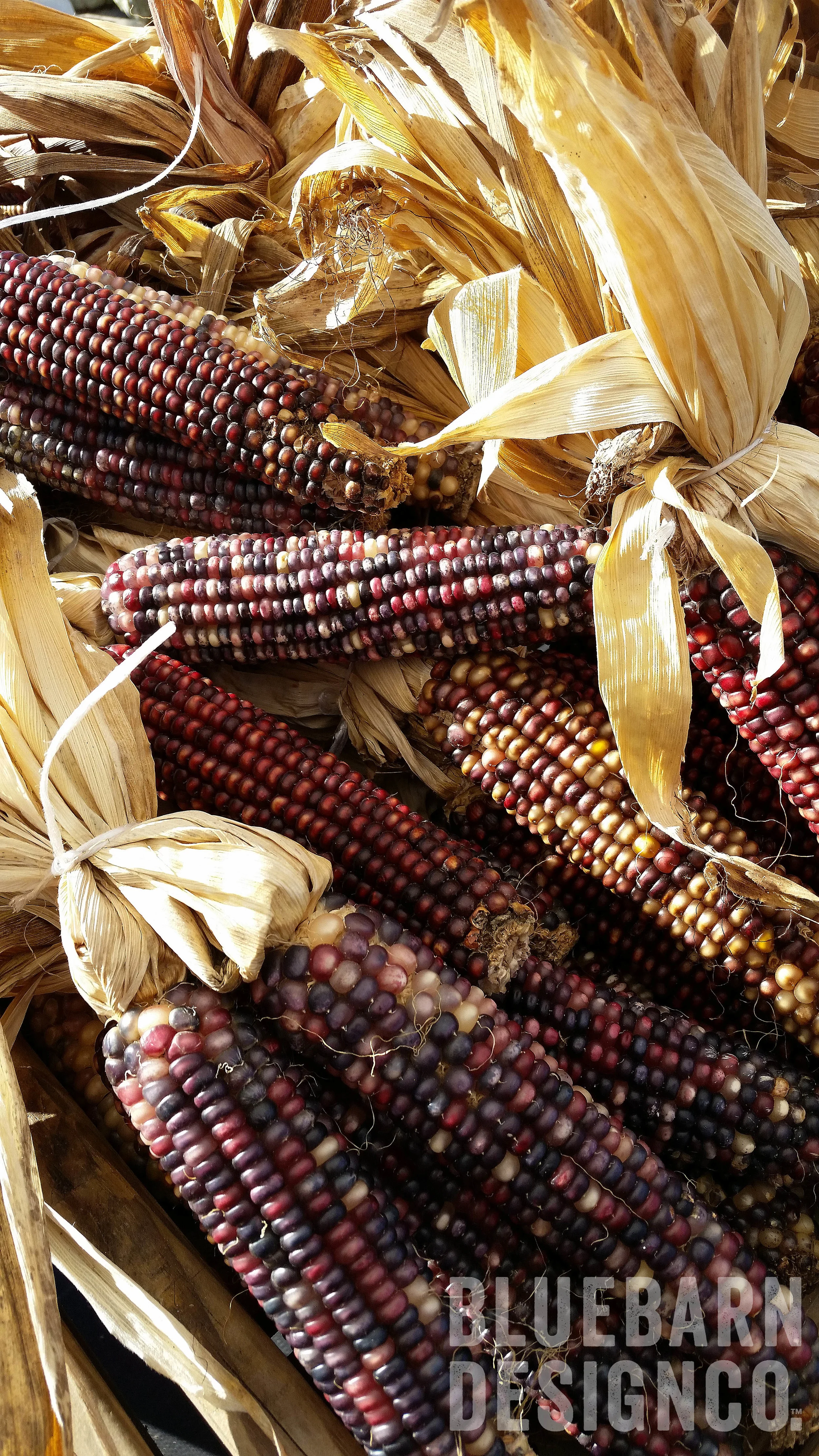 Corn_Resized.jpg